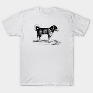 Husky Dog Scientific Drawing T-Shirt